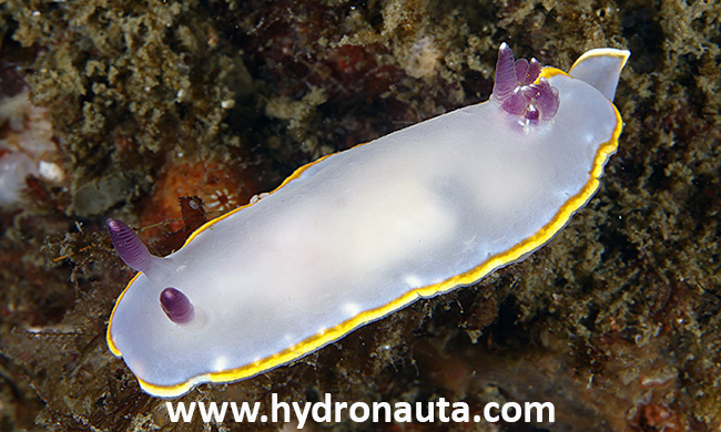 Felimida purpurea